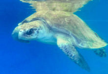 Chaalu Adopt turtle patient Chaalu. Image.