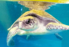 Chaalu Adopt sea turtle patient Chaalu to support her recovery. Image.