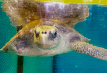 Riveli Turtle patient Riveli, in her tank at the Rescue Centre. Image.