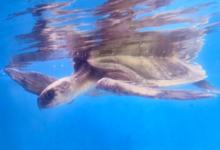 Koamas Turtle patient Koamas in her tank at the rescue centre. Image.