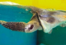 Koamas Turtle patient Koamas in her tank at the Rescue Centre. Image.