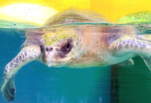 Koamas Turtle patient Koamas in her tank at the Rescue Centre. Image.
