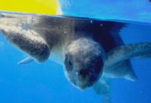Koamas Adopte turtle patient Koamas at the Rescue Centre. Image.
