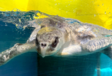 Koamas Turtle patient Koamas in her tank at the Rescue Centre. Image.