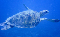 Jabari, green turtle, adopted Green turtle swimming in the blue, Kisima Mungu, Kenya. Image.