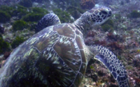 Pudding, green turtle, adopted for Cory Green turtle on a reef, Jadini, Kenya. Image.