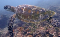 SahYuuuuuuuuuuuu, green turtle, adopted for Sahya Green turtle swimming over reef, Galu, Kenya. Image.