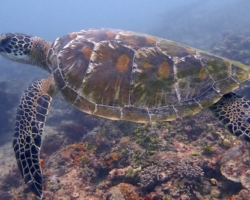 Adopt G1089 Adopt a sea turtle to support conservation. Image.