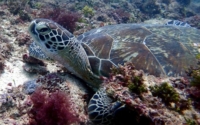 Rikkie, green turtle, adopted by Khadja & Kobe Green turtle resting in the reef, Jadini, Kenya. Image.