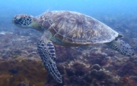 Lucille, green turtle, adopted for Kelly in memory of Lucille Green turtle on a coral reef, Igloo, Kenya. Image.