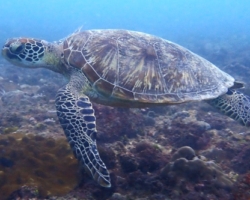 Adopt G995 Adopt a sea turtle to support conservation. Image.