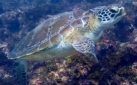 Elsa, green turtle, adopted by Sheryl Gillespie for Isabela Green turtle swimming over algal bed, at Jadini, Kenya. Image.