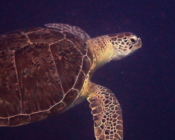 Large female green turtle swimming in the blue, Kanuhura Outreef, Lhaviyani Atoll, Maldives. Image.