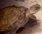 Green turtle resting, Kanuhura Outreef, Lhaviyani Atoll, Maldives. Image.