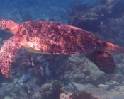 Male green turtle, Kuredu Caves, Lhaviyani, Maldives. Image.