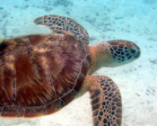 Juvenile green turtle swimming in seagrass lagoon, Dhuni Kolhu house reef, Baa Atoll, Maldives. Image.