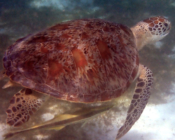 Green turtle swimming over seagrass, Dhuni Kolhu house reef, Baa Atoll, Maldives. Image.