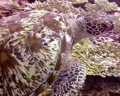 Green turtle, Hithadhoo West, Laamu Atoll, Maldives. Image.