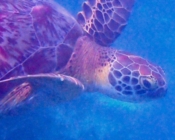 Green turtle, Seagrass AB, Laamu Atoll, Maldives. Image.