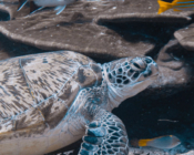 Green turtle resting on a coral reef in Laamu atoll, Maldives. Image.