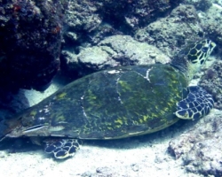 Adopt H104 Adopt a sea turtle to support conservation. Image.