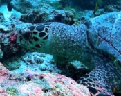 Hawksbill turtle, Vilingili Beyru, Baa Atoll, Maldives. Image.