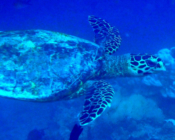 Hawksbill turtle swimming, Muthaafushi, Baa Atoll, Maldives. Image.