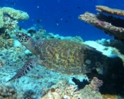 Adopted hawksbill turtle, North Male atoll, Maldives. Image.