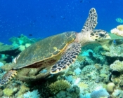 Adopted hawksbill sea turtle, North Male atoll, Maldives. Image.