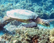 Adopted hawksbill turtle, North Male Atoll, Maldives. Image.