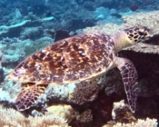 Adopted hawksbill turtle, North Male Atoll, Maldives. Image.