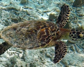 Juvenile hawksbill turtle with a beautiful shell swimming, Aquarium, Lhaviyani Atoll, Maldives. Image.