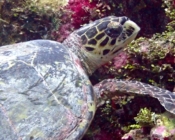 Hawksbill turtle on a coral reef, Hithadhoo West, Laamu Atoll, Maldives. Image.
