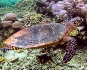 Adopted hawksbill sea turtle, North Male atoll, Maldives. Image.