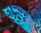 Hawksbill turtle, left side of the face, on a reef in Maldives. Image.