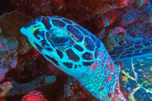 Hana, hawksbill, adopted Hawksbill turtle, left side of the face, on a reef in Maldives. Image.