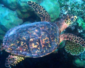 Hawksbill turtle swimming over a reef, Olhuveli Reef, Laamu Atoll, Maldives. Image.