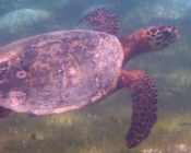 Hawksbill turtle in seagrass meadow, Laamu Atoll, Maldives. Image.