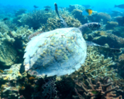 Juvenile hawksbill swimming over the reef at Lhaa'nbugali, Raa Atoll, Maldives. Image.