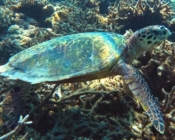 Adopted hawksbill turtle, North Male Atoll, Maldives. Image.