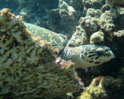 Adopted hawksbill turtle, North Male Atoll, Maldives. Image.
