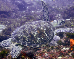 Adopt G1017 Adopt a turtle. Image.