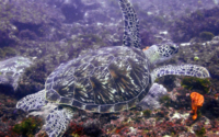 SangDres, green turtle, adopted for Ashtine and Andres Green turtle swimming, Mwanamochi, Kenya. Image.