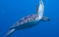 Eric Jr., green turtle, adopted by Lindsey Coutts for Eric Green turtle swimming in the blue, Jadini, Kenya. Image.