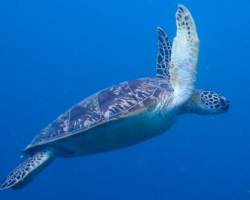 Adopt G1077 Adopt a turtle. Image.