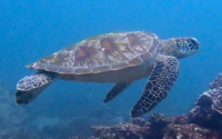 Knijn, green turtle, adopted for Tahnee Green turtle swimming above a reef, Galu, Kenya. Image.
