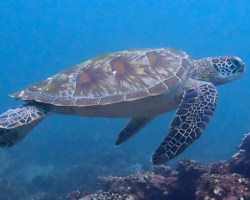 Adopt G1113 Adopt a turtle. Image.