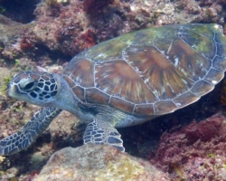 Adopt G1114 Adopt a turtle. Image.