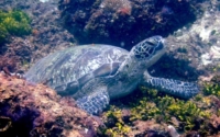 Rammstein, green turtle, adopted for Marco Green turtle resting on the reef, Kongo, Kenya. Image.