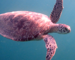 Adopt GM267 Adopt a turtle. Image.